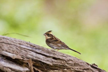Sarı gerdanlı kiraz kuşu emberiza elegans