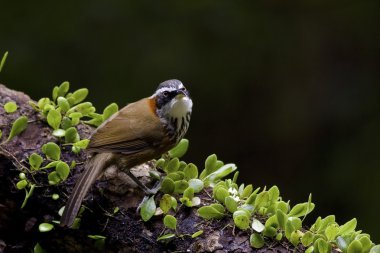 çizgi göğüslü pala yedikardeşi, pomatorhinus ruficollis
