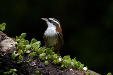 çizgi göğüslü pala yedikardeşi, pomatorhinus ruficollis