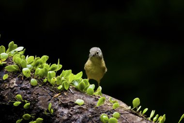 gri yanaklı fulvetta, alcippe morrisonia