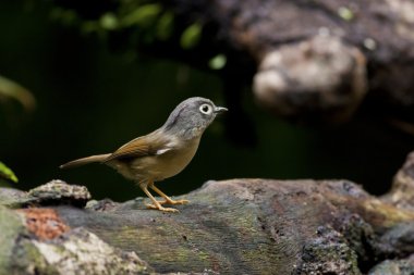 gri yanaklı fulvetta, alcippe morrisonia
