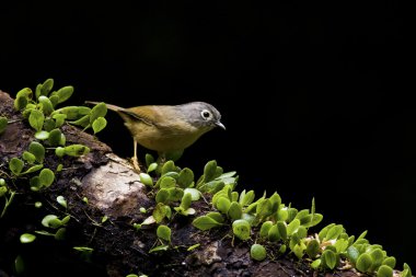 gri yanaklı fulvetta, alcippe morrisonia