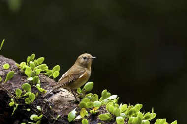 dişi Sibirya mavi kuyruklu tarsiger cyanurus