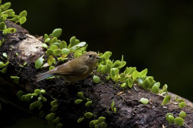 dişi Sibirya mavi kuyruklu tarsiger cyanurus
