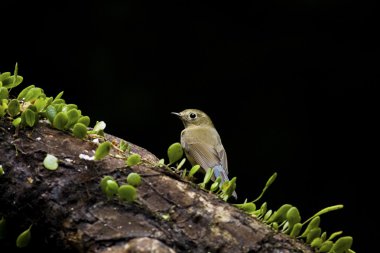 dişi Sibirya mavi kuyruklu tarsiger cyanurus