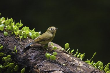 dişi Sibirya mavi kuyruklu tarsiger cyanurus