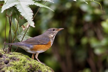 gri destekli pamukçuk, turdus hortulorum