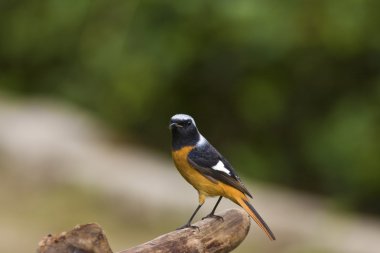 male Daurian Redstart,Phoenicurus auroreus clipart