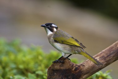 ışık Bacalı Bülbül, pycnonotus sinensis