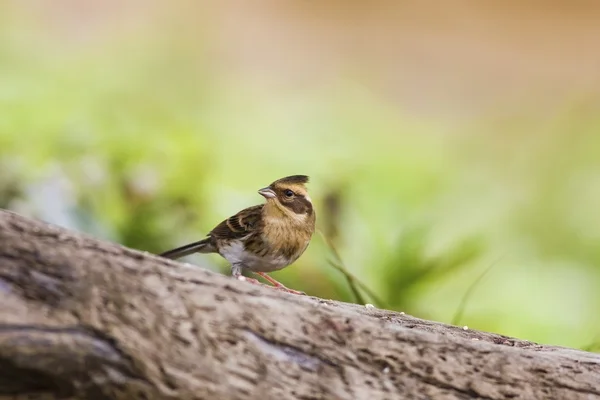 Gul-throated sparv, emberiza elegans — Stockfoto