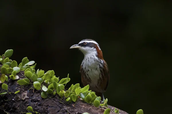 Streifenbrustschwätzer, pomatorhinus ruficollis — Stockfoto