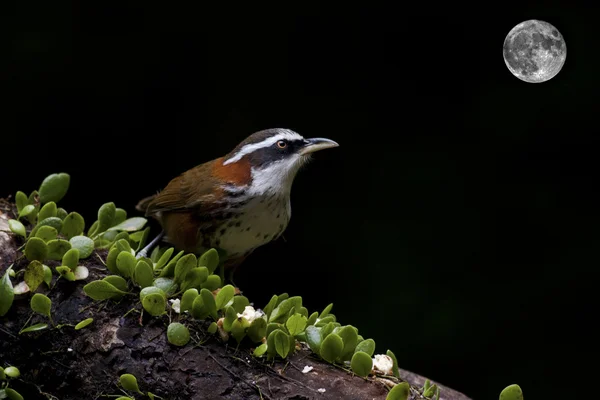 Scimitar Babbler de peito estriado, Pomatorhinus ruficollis — Fotografia de Stock