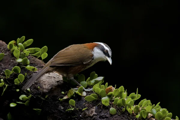 Scimitar Babbler de peito estriado, Pomatorhinus ruficollis — Fotografia de Stock