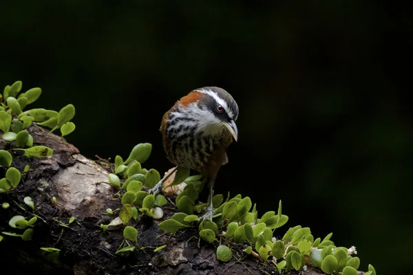 Cimitarra de pecho rayado Babbler, Pomatorhinus ruficollis — Foto de Stock