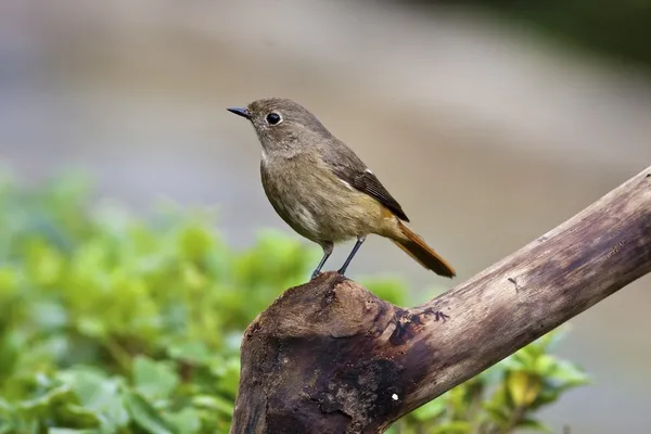 Kvinnliga Svartryggad rödstjärt, phoenicurus auroreus — Stockfoto