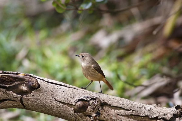 Kadın daurian kızılkuyruk, phoenicurus auroreus — Stok fotoğraf