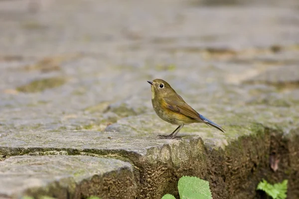 Vrouwelijke Siberische blauw-staart, tarsiger cyanurus — Stockfoto