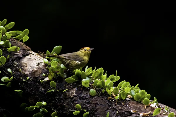 Kızıl saçlı yedikardeşi, stachyris ruficeps — Stok fotoğraf