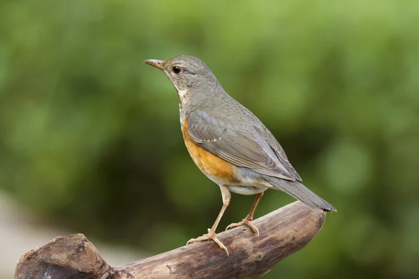 회색 백업 아구창, Turdus hortulorum — 스톡 사진