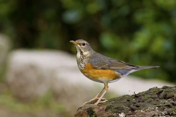 Grijs-backed thrush, turdus hortulorum — Stockfoto