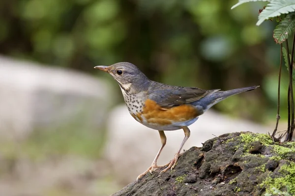 Šedá couval drozd, turdus hortulorum — Stock fotografie