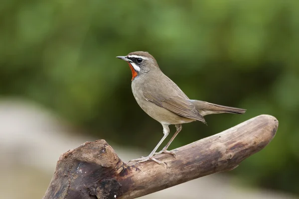 Férfi Ruby-torok, Luscinia calliope — Stock Fotó