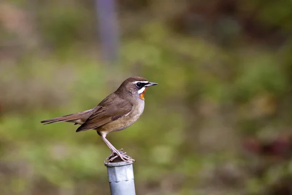 Samec ruby hrdlo, luscinia calliope — Stock fotografie