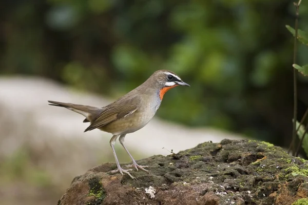 Samec ruby hrdlo, luscinia calliope — Stock fotografie