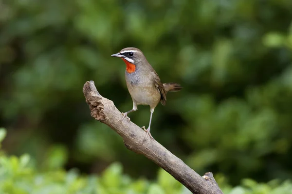 Férfi Ruby-torok, Luscinia calliope — Stock Fotó