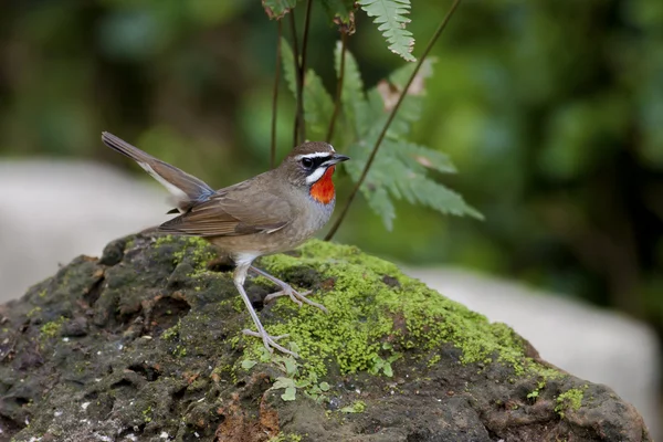 Mannelijke ruby-keel, luscinia calliope — Stockfoto