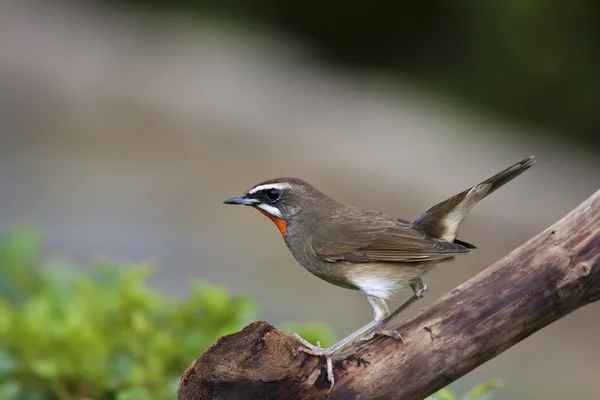 Férfi Ruby-torok, Luscinia calliope — Stock Fotó