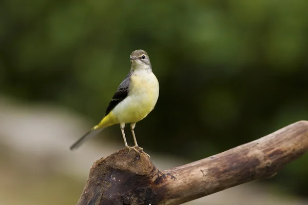 Queue d'aigle grise, Motacilla cinerea — Photo