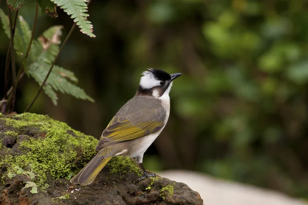 Бульбюль светлый, Pycnonotus sinensis — стоковое фото