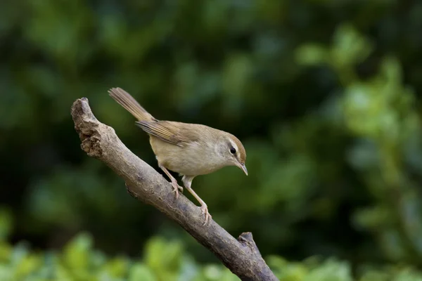 Manchurian Bush-Warbler,Cettia diphone — Zdjęcie stockowe