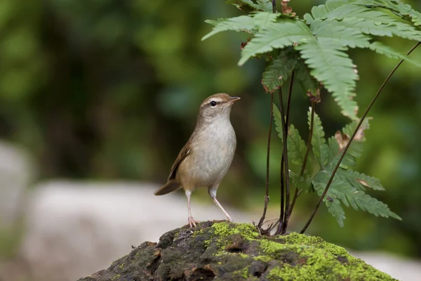 Manchurian Bush-Warbler,Cettia diphone — Zdjęcie stockowe