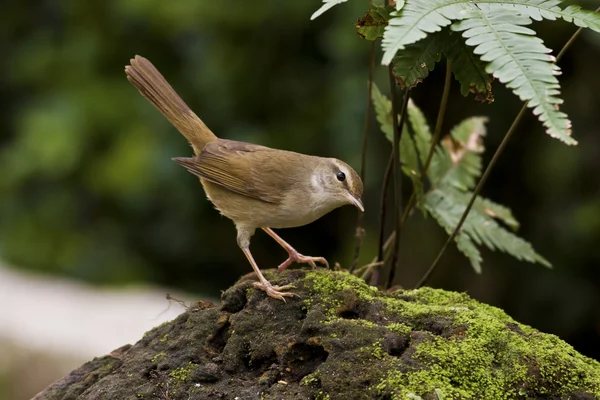 Manchurian Bush-Warbler, Cettia-difonen – stockfoto