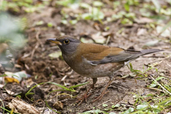 Japansk Trost, Turdus-pappaen – stockfoto