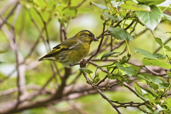 Eurasischer Zeisig, carduelis spinus — Stockfoto