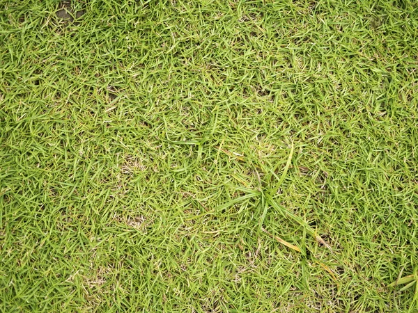 Green grass background — Stock Photo, Image