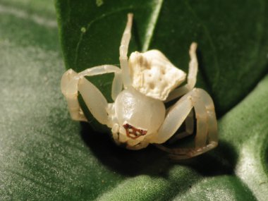 Beyaz yengeç örümceği