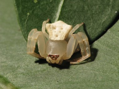 Beyaz yengeç örümceği