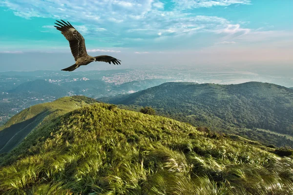 Vuelo libre — Foto de Stock