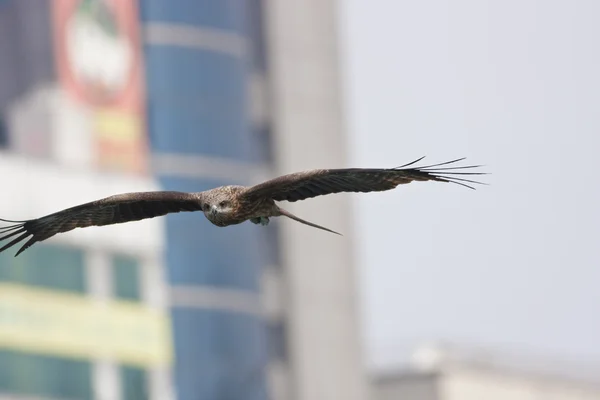 Cerf-volant noir, Milvus migrans — Photo