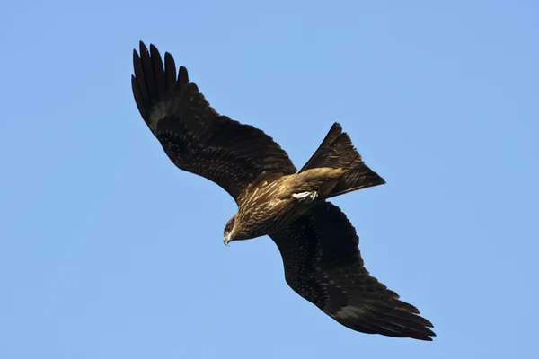 Cerf-volant noir, Milvus migrans — Photo
