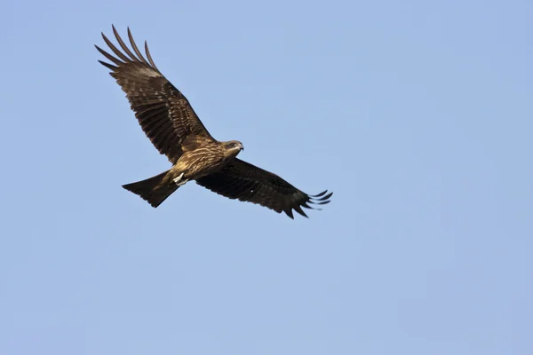 Cometa negra, Milvus migrans — Foto de Stock