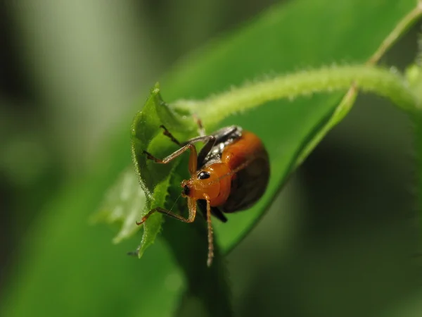 Листовой жук — стоковое фото
