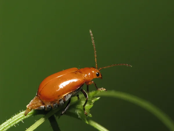 Leaf skalbagge — Stockfoto