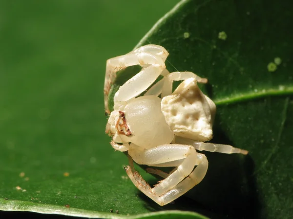 Vit krabba spindel — Stockfoto