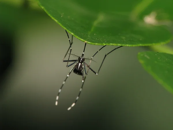 Mosquito — Fotografia de Stock