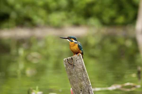 Ringfisher comum, Alcedo at this — Fotografia de Stock